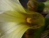 image of Sisyrinchium striatum