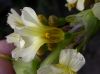 image of Sisyrinchium striatum
