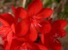 image of Watsonia pillansii