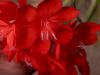 image of Watsonia pillansii