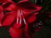 image of Watsonia pillansii