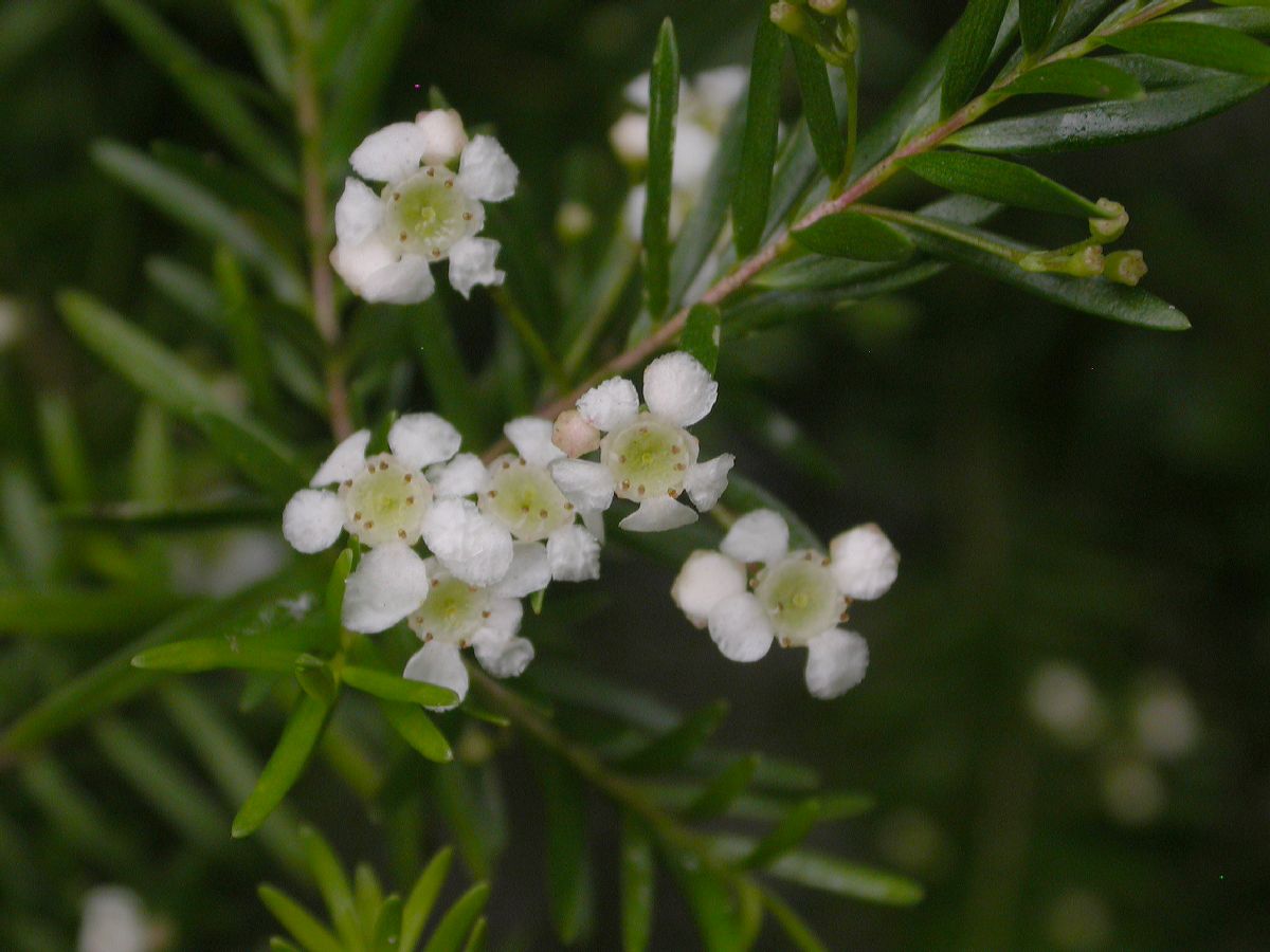 Myrtaceae Baeckea virgata
