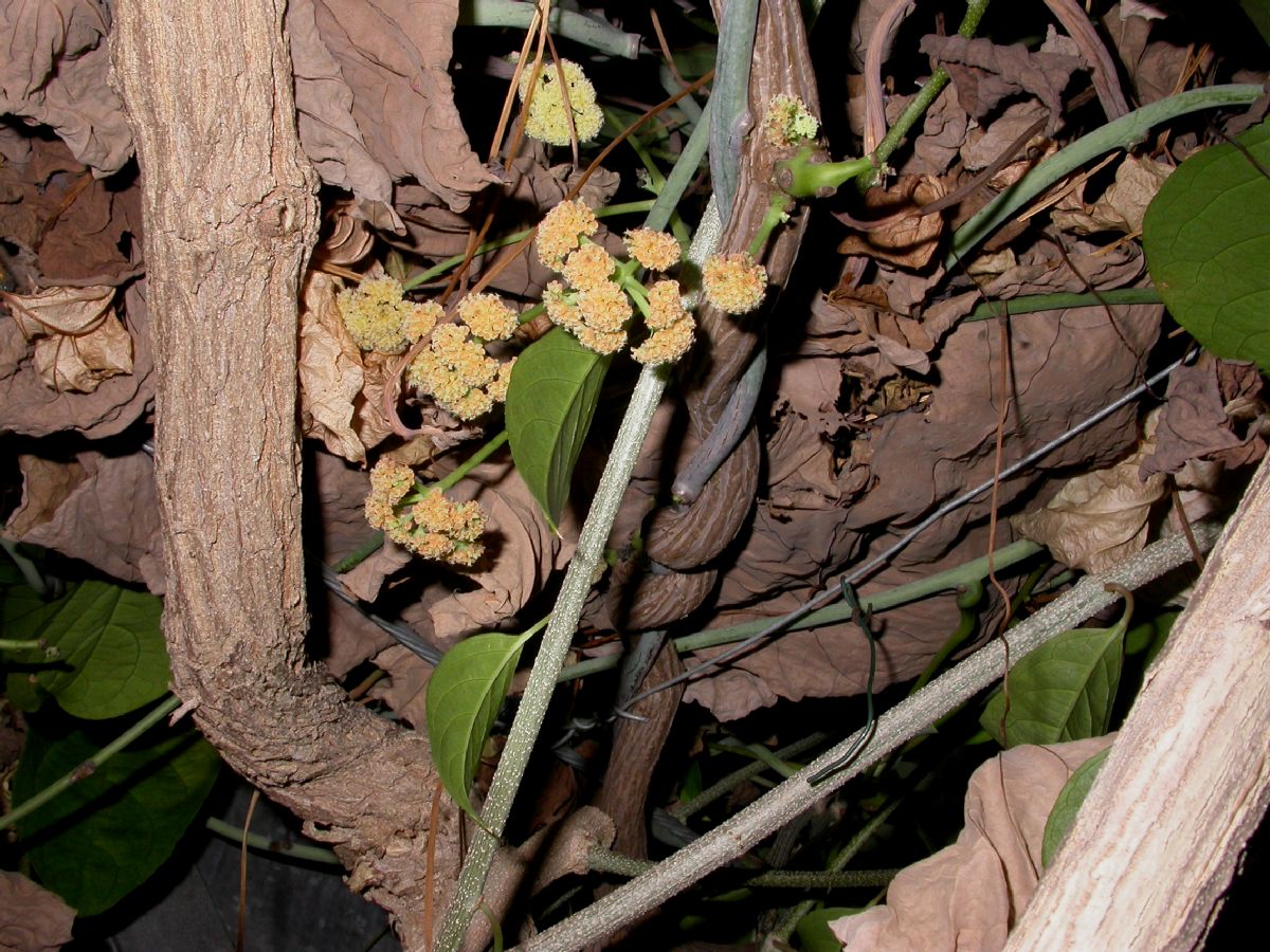 Violaceae Corynstylis hybanthus