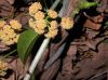 image of Corynstylis hybanthus