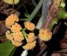 image of Corynstylis hybanthus