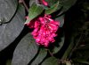 image of Cestrum elegans