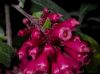image of Cestrum elegans