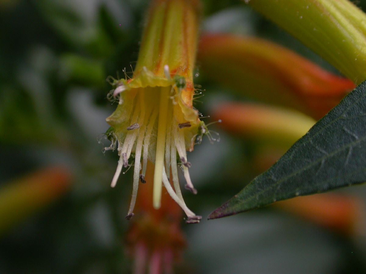 Lythraceae Cuphea micropetala