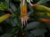 image of Cuphea micropetala