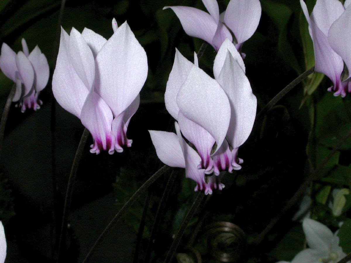 Primulaceae Cyclamen africanum