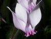 image of Cyclamen africanum