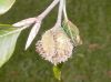 image of Fagus sylvatica