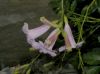 image of Incarvillea arguta