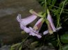 image of Incarvillea arguta