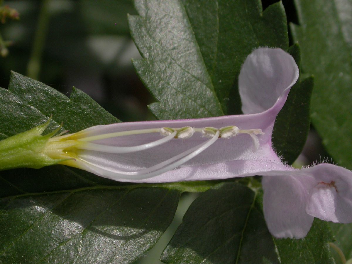 Bignoniaceae Incarvillea arguta