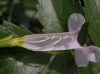 image of Incarvillea arguta