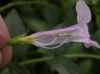 image of Incarvillea arguta
