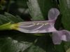 image of Incarvillea arguta