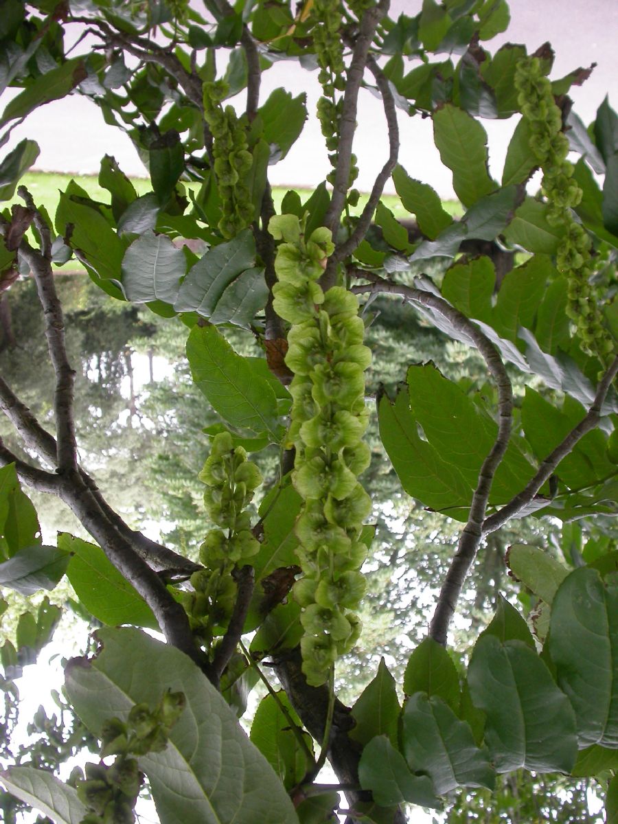 Juglandaceae Pterocarya fraxinifolia