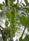 image of Pterocarya fraxinifolia