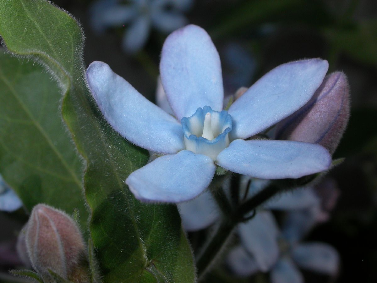 Apocynaceae Tweedia caerulea