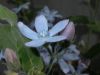 image of Tweedia caerulea
