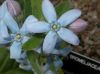 image of Tweedia caerulea