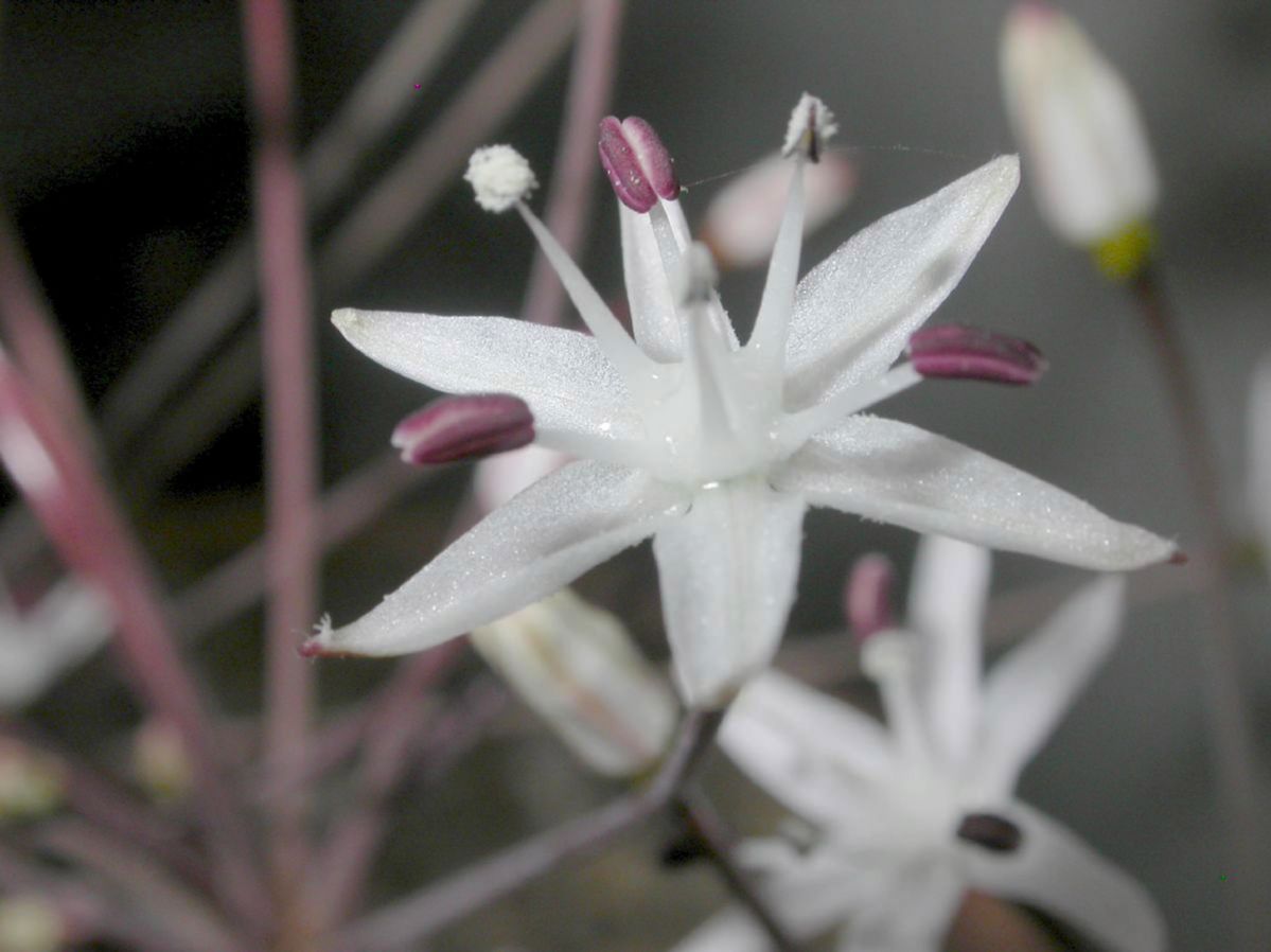 Amaryllidaceae Strumaria chaplinii