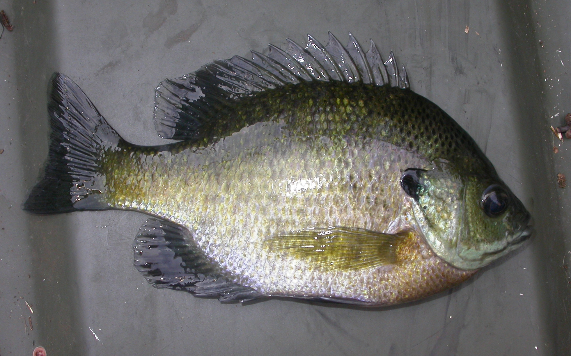 Centrarchidae Lepomis macrochirus