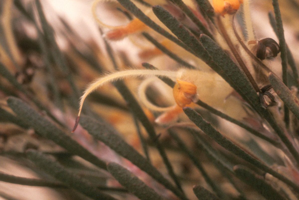 Proteaceae Adenanthos 