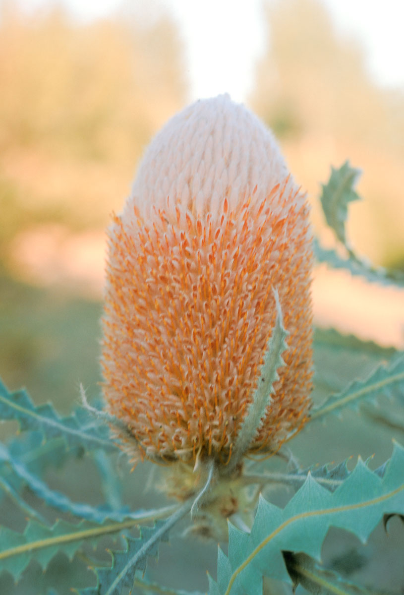 Proteaceae Banksia victoriae