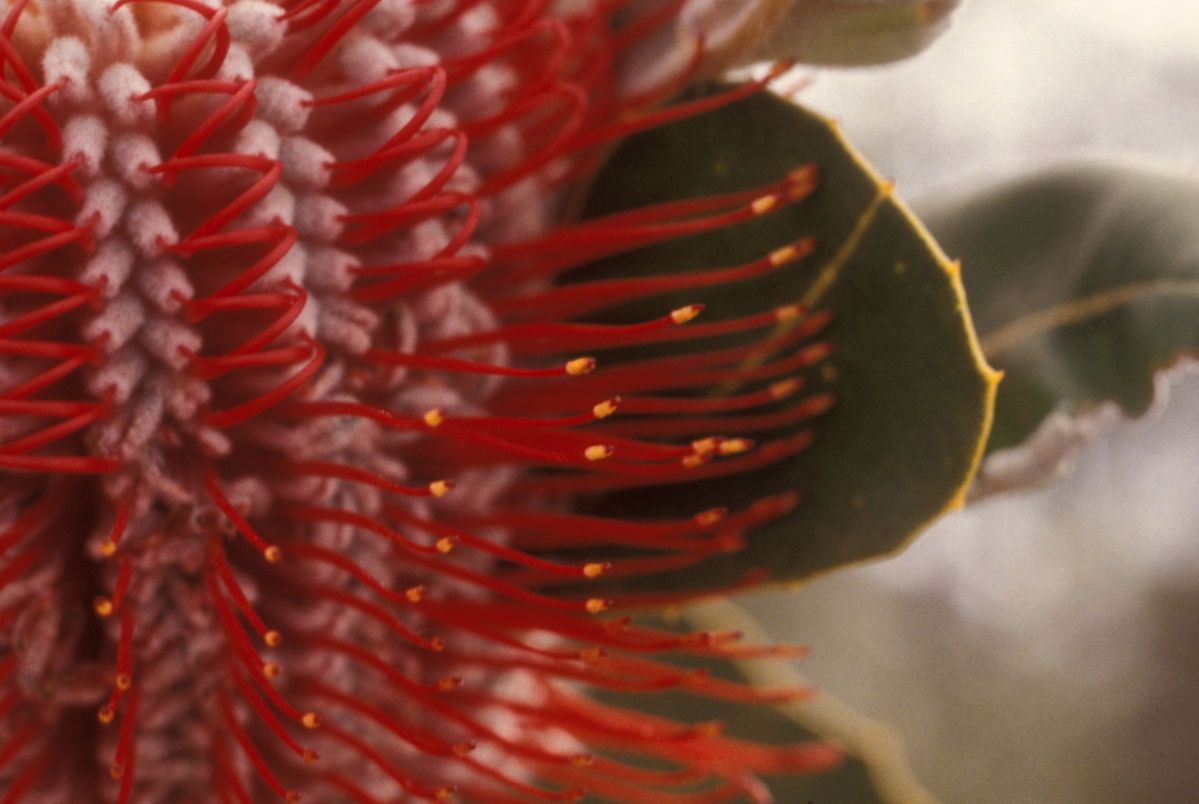 Proteaceae Banksia coccinea