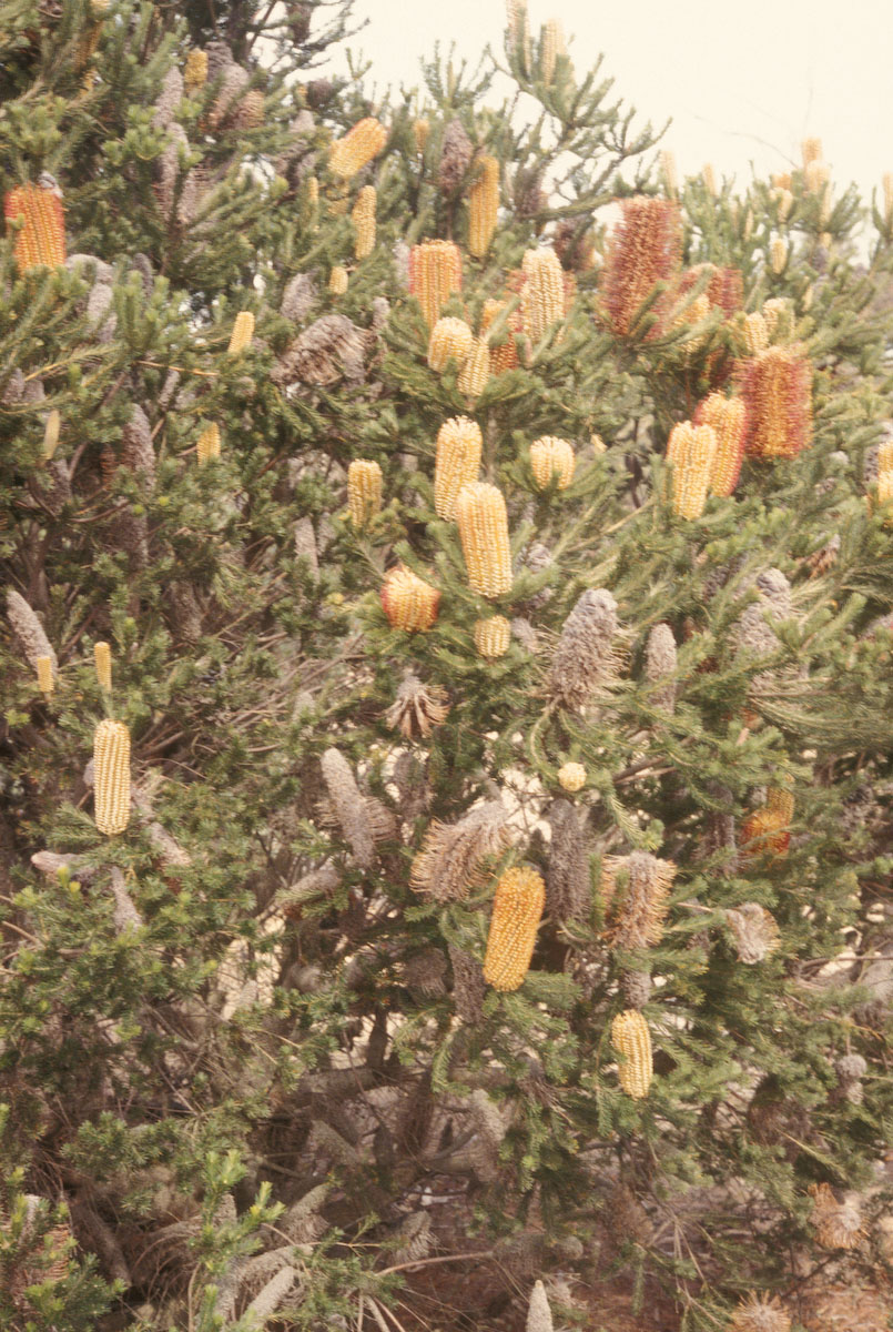 Proteaceae Banksia ericifolia
