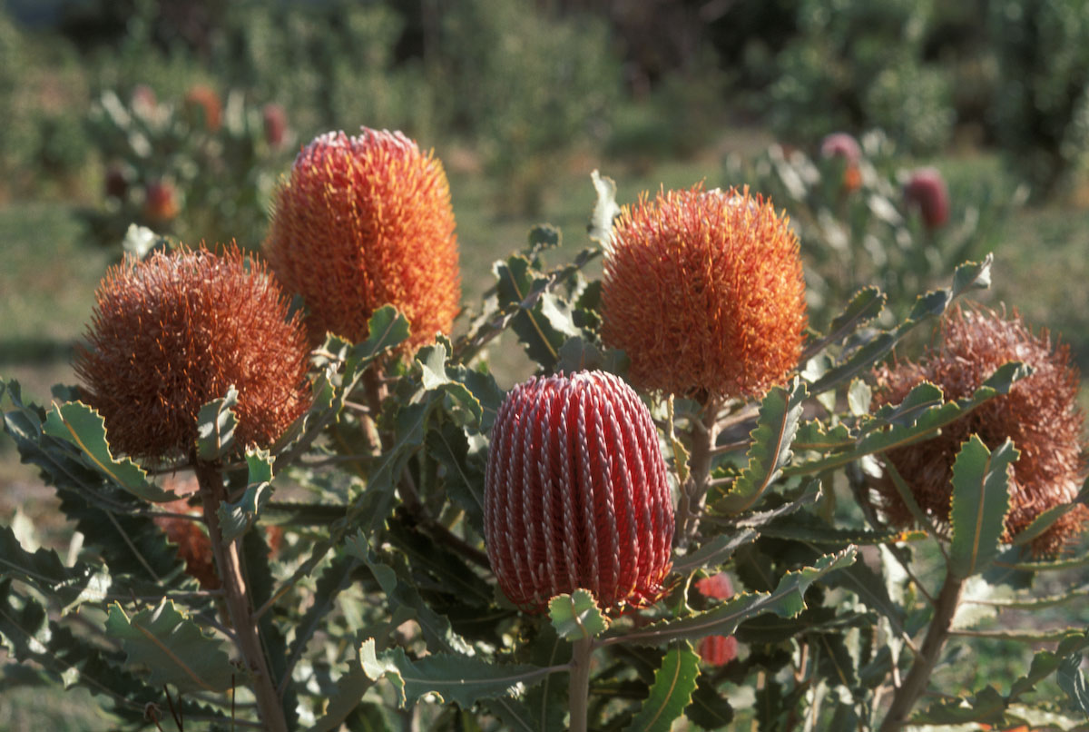 Proteaceae Banksia menziesii
