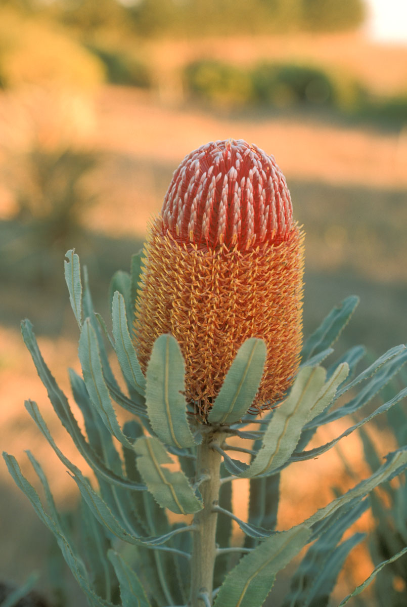 Proteaceae Banksia menziesii