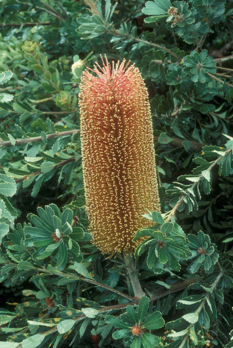 Proteaceae Banksia praemorsa