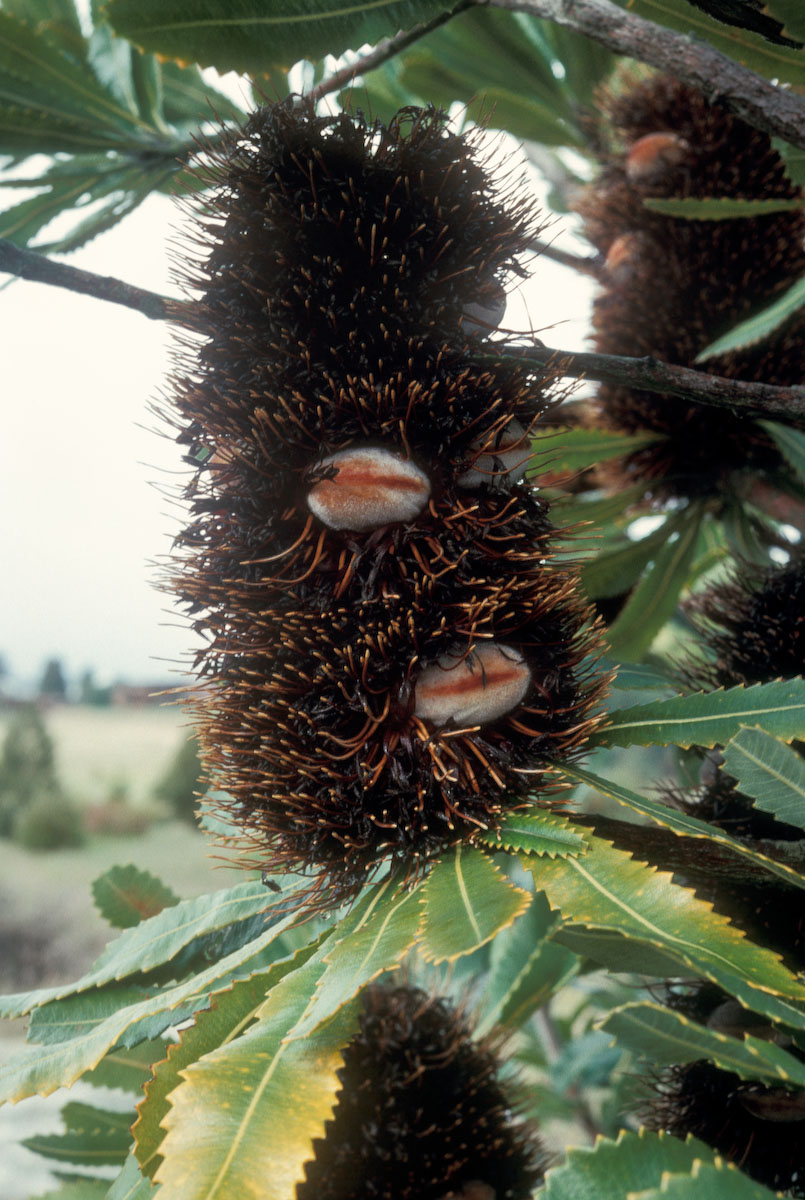 Proteaceae Banksia praemorsa