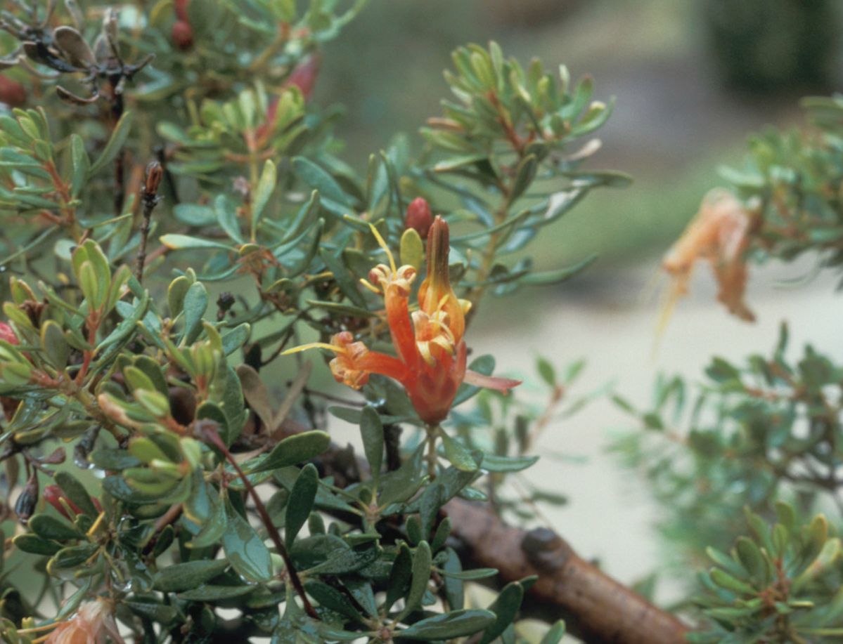 Proteaceae Lambertia inermis