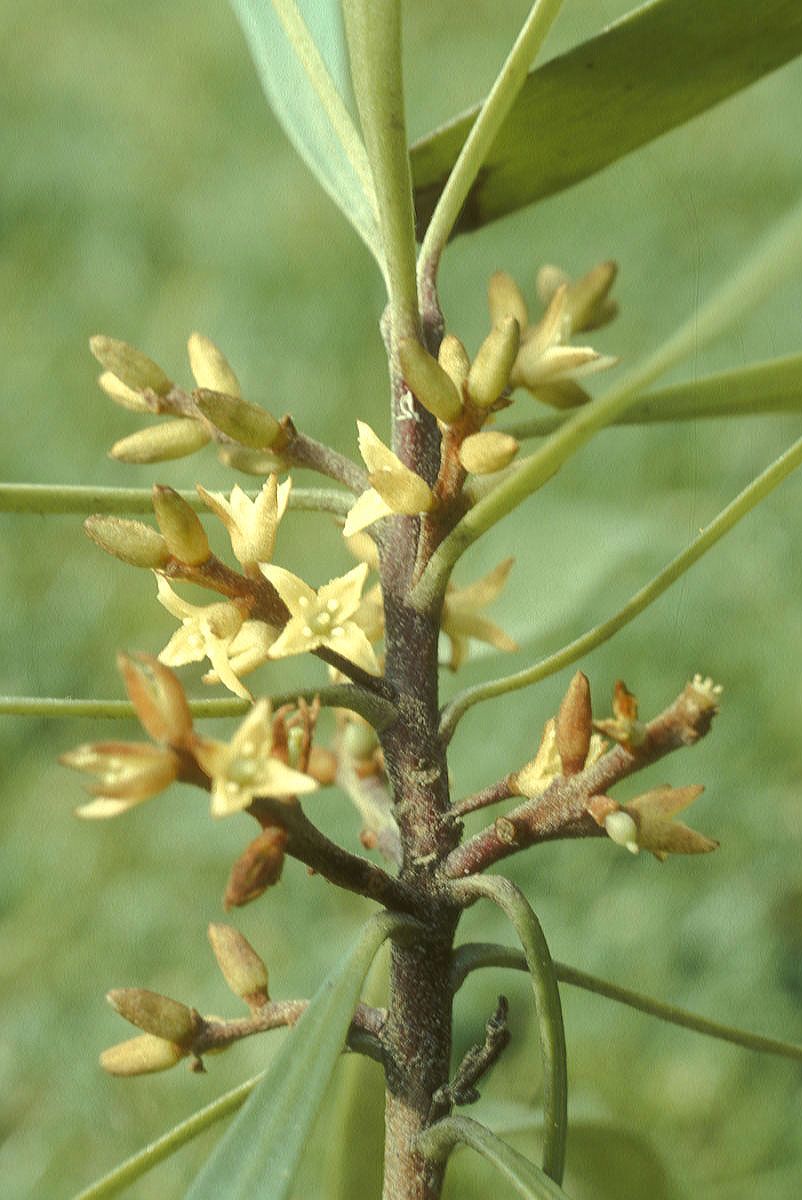 Proteaceae Persoonia 
