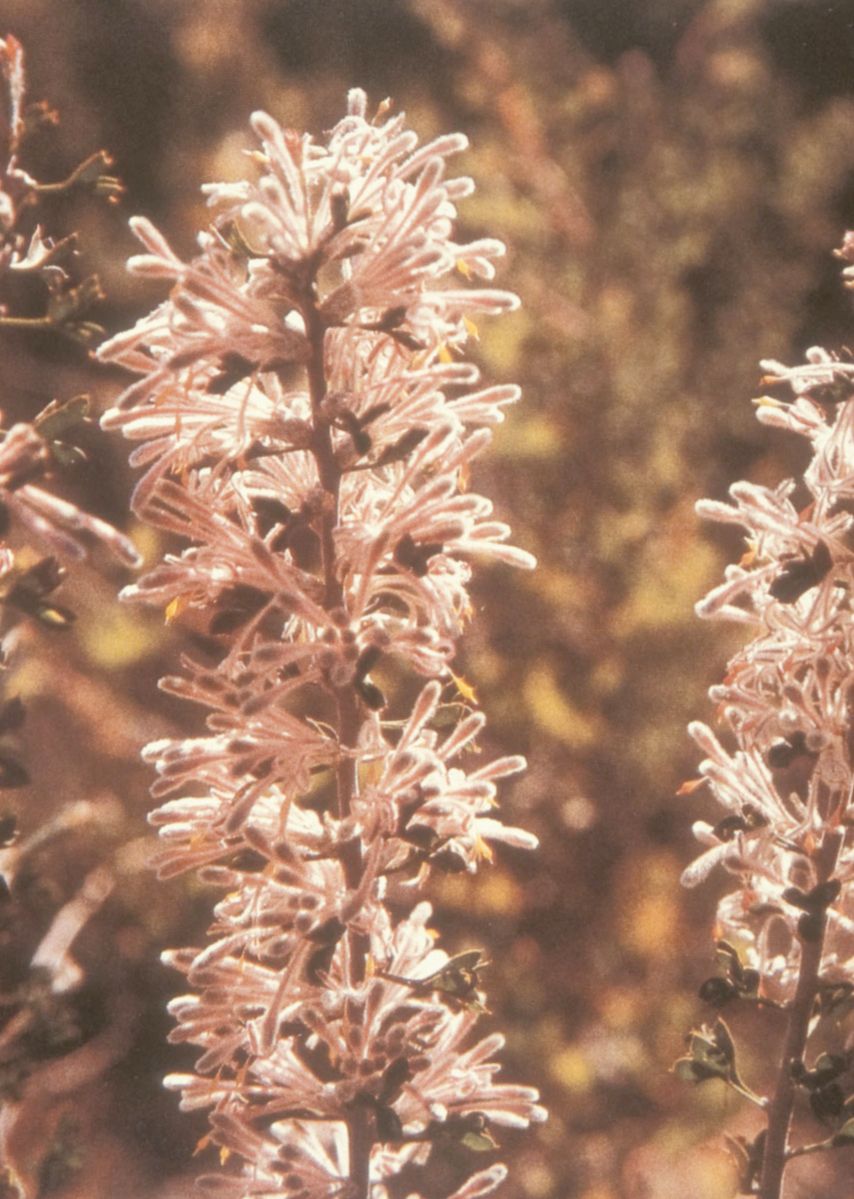 Proteaceae Petrophile biloba