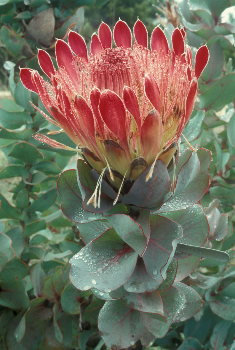 Proteaceae Protea eximia