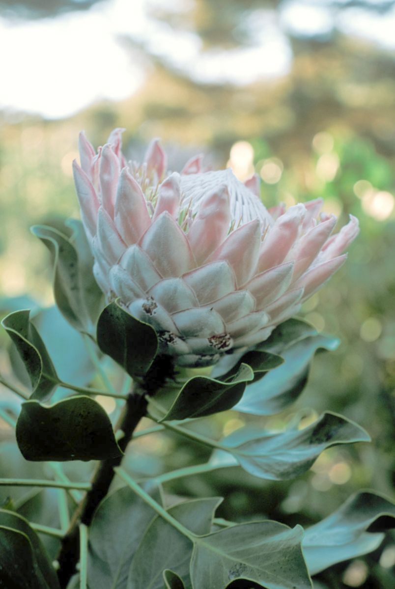 Proteaceae Protea magnifica