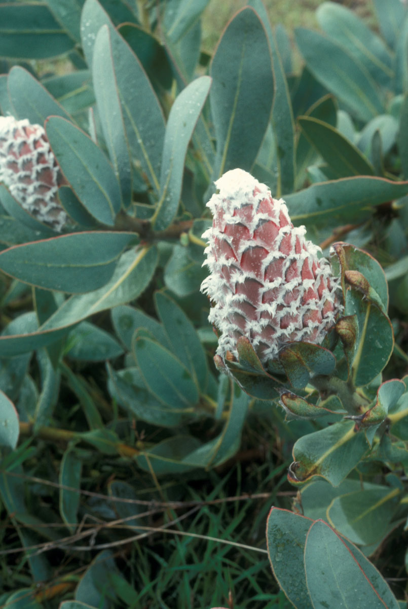 Proteaceae Protea magnifica