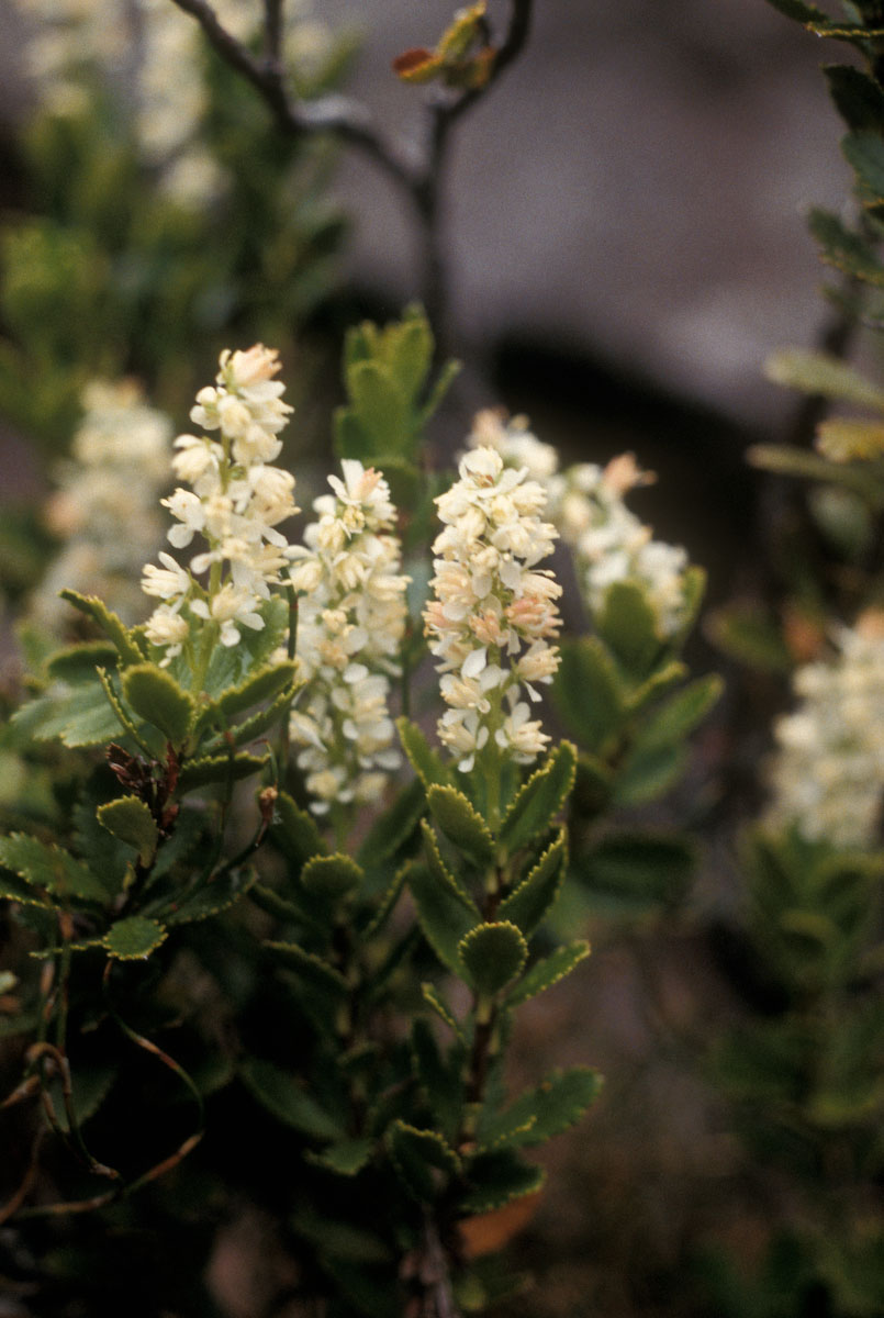 Tetracarpaeaceae Tetracarpaea 