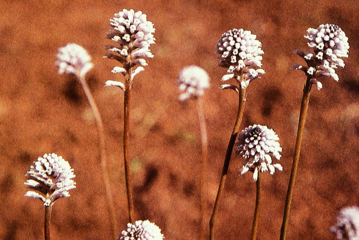 Proteaceae Conospermum huegelii