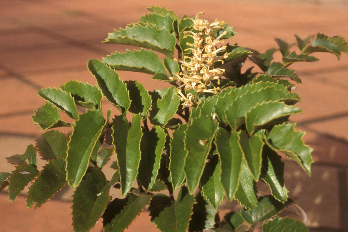 Proteaceae Gevuina avellana