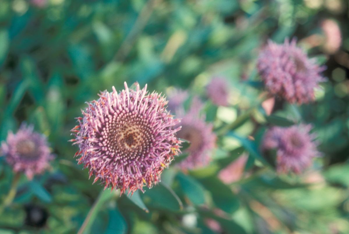 Proteaceae Isopogon cuneatus