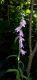 image of Adenophora liliifolia