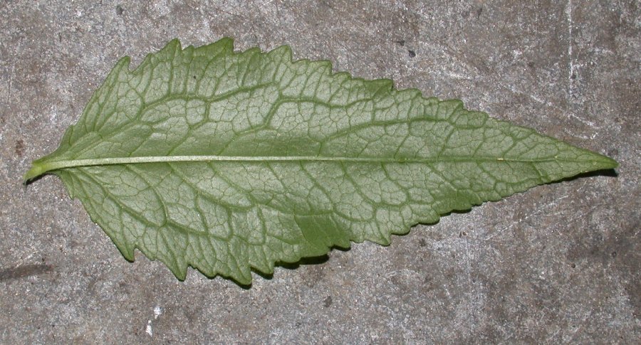 Campanulaceae Adenophora liliifolia