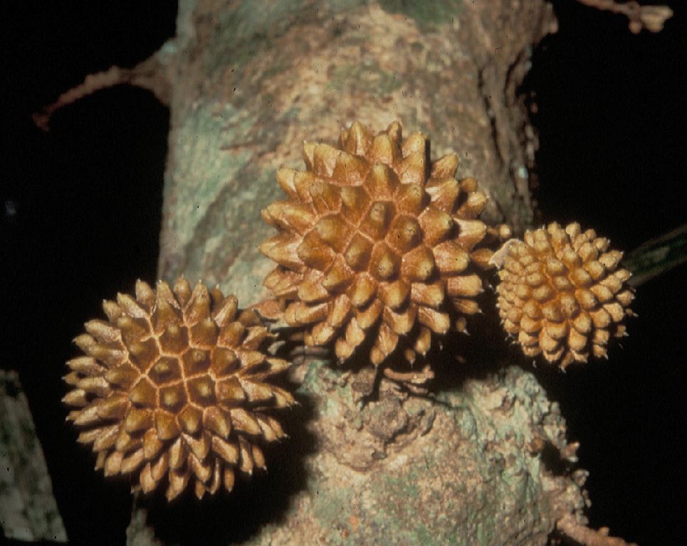 Annonaceae Duguetia 
